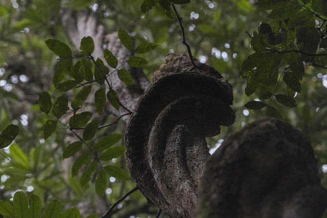Sinharaja' rainforest - Discovery Tour (half day) - Wildlife spotting with the provided binoculars