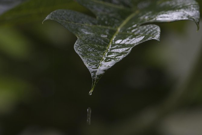 Sinharaja' rainforest - Discovery Tour (half day) - Swimming and the optional tea plantation stop