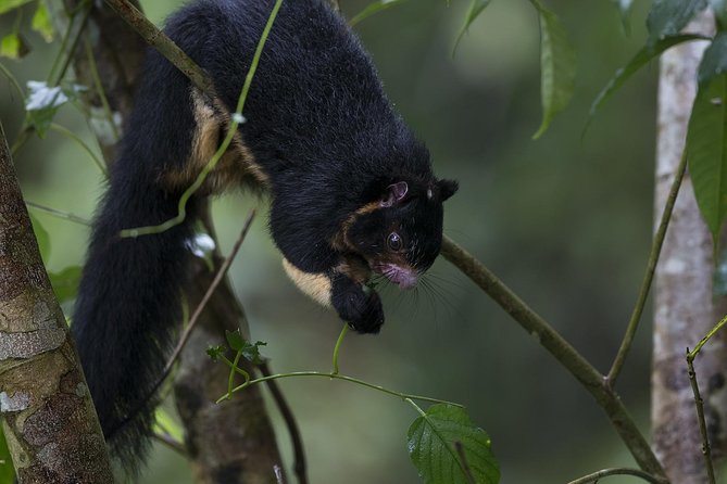 Sinharaja' rainforest - Discovery Tour (half day) - Is $25.65 good value?