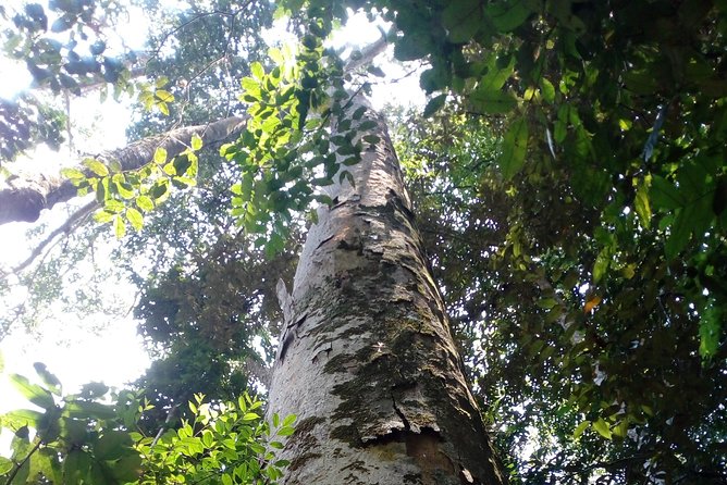 Sinharaja Rainforest Tour - Swimming at the waterfall