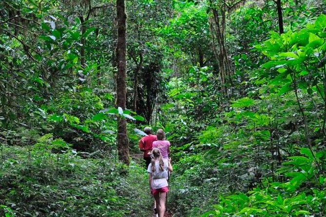 Sinharaja Rainforest Trekking Private Day Trip with Local Lunch - Five things to know before you go