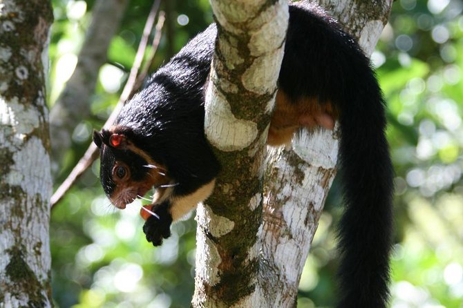 Sinharaja Rainforest Trekking Private Day Trip with Local Lunch - Why Sinharaja is worth the long day