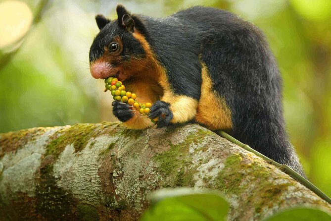 Sinharaja Rainforest Trekking Private Day Trip with Local Lunch - What makes the guide and driver important