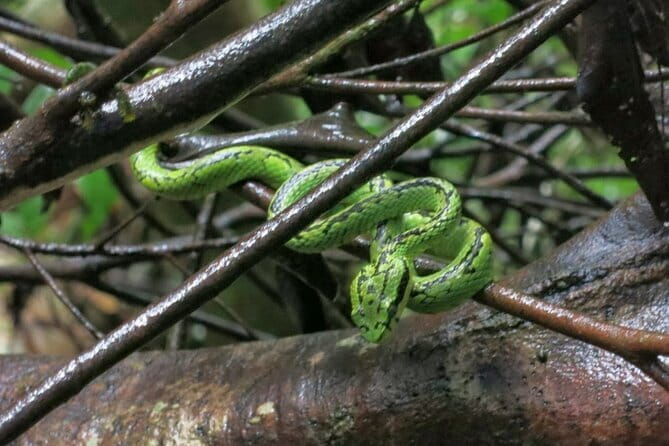 Sinharaja Rainforest Trip - What the Long Pickup List Really Means