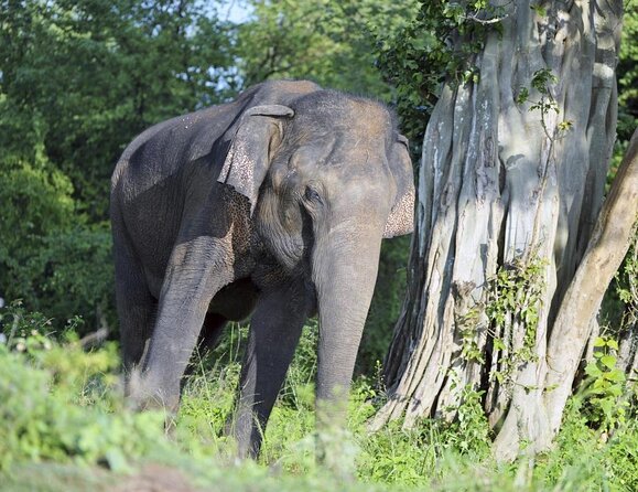 Sinharaja Rainforest & Udawalawe Safari - 2 Days, All Inclusive - Key points to know before booking