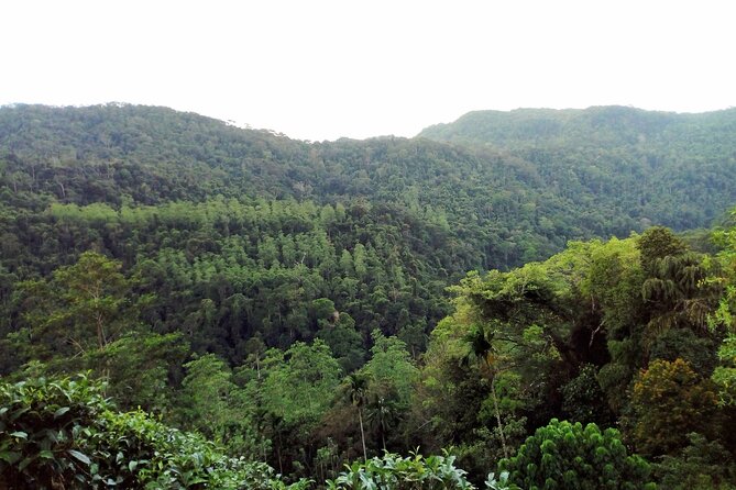 Sinharaja Rainforest & Udawalawe Safari - 2 Days, All Inclusive - Entering Sinharaja Forest Reserve for three hours
