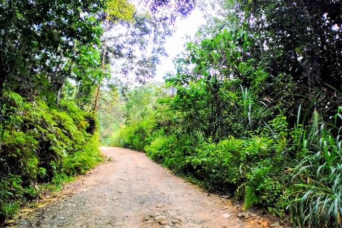 Sinharaja Rainforest & Udawalawe Safari - 2 Days, All Inclusive - The overnight stop near Udawalawe