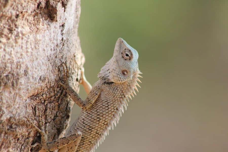 SKIP THE LINE - YALA SAFARI TOUR - Incl. ENTRY TICKETS - The first two-hour game drive