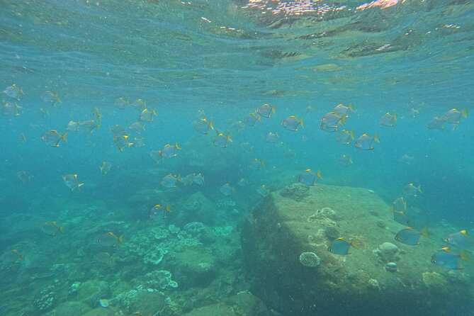 Snorkeling at Angel Rock - What you see around the reef