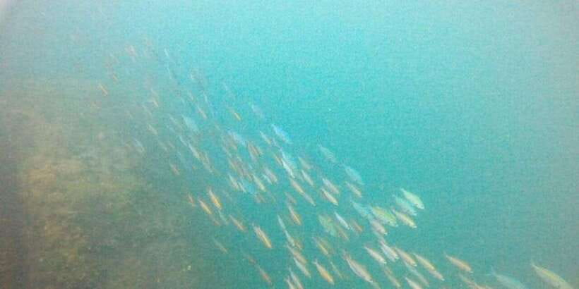 Snorkeling in Hikkaduwa - Who will enjoy this activity most?