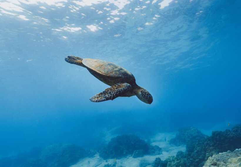 Snorkeling in Unawatuna - What to bring, and what to leave behind