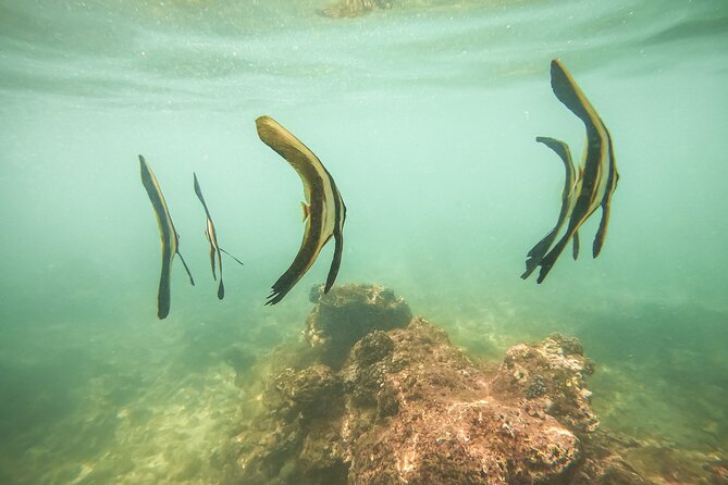Snorkeling On Beautiful Rock Island - Unawatuna by Boat - What the $30.13 price includes