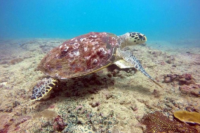 Snorkeling On Beautiful Rock Island - Unawatuna by Boat - Safety and comfort for beginners