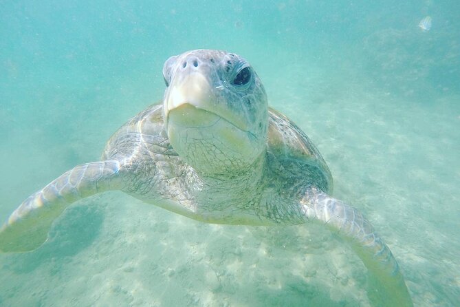 Snorkeling On Beautiful Rock Island - Unawatuna by Boat - What you see around Rock Island