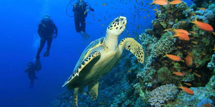 Snorkeling Trip from Polhena Beach, Matara, Sri Lanka - What to bring and how to prepare