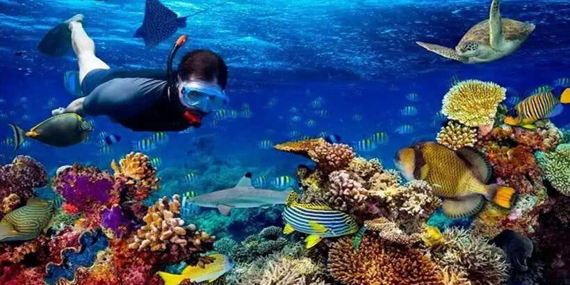 Snorkeling Trip from Polhena Beach, Matara, Sri Lanka - Equipment and help for first-time snorkelers