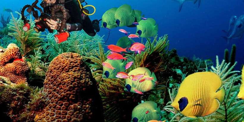 Snorkeling Trip from Polhena Beach, Matara, Sri Lanka - Why turtles are the strongest reason to go