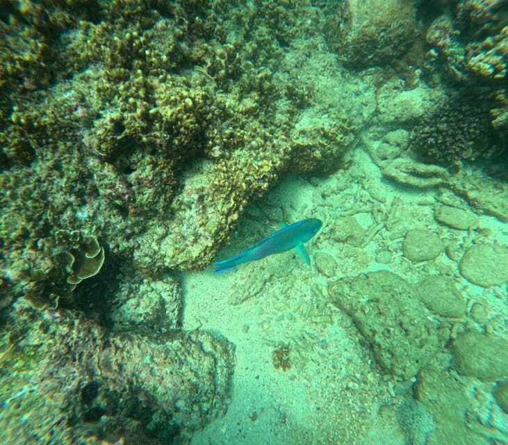 Snorkeling Trip To Angel Rock - Who Will Enjoy This Short Reef Trip