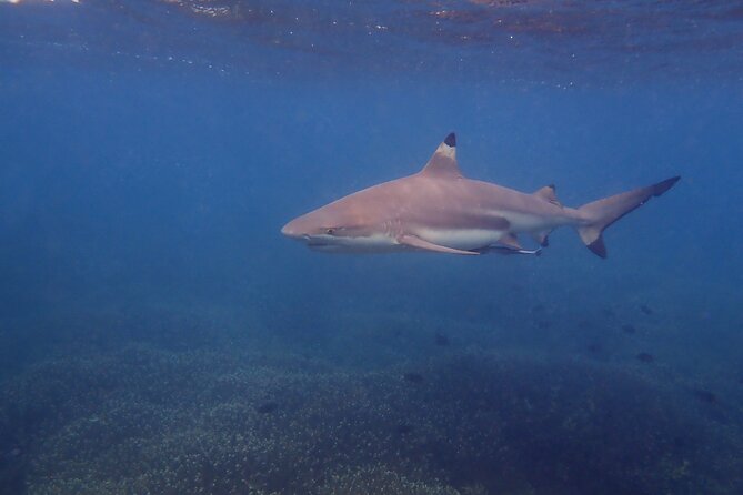 Snorkeling Trip To Pigeon Island - Who will enjoy this snorkeling trip?