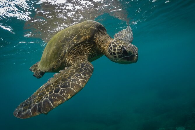 Snorkeling with Sea Turtles in Mirissa (Pickup and Drop included) - Key points to know before you book