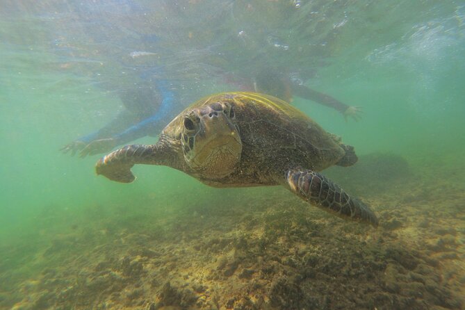 Snorkeling with Sea Turtles in Mirissa (Pickup and Drop included) - What the $45 price gets you in Mirissa