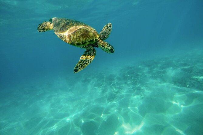 Snorkeling with Sea Turtles in Mirissa (Pickup and Drop included) - Weather can change the plan