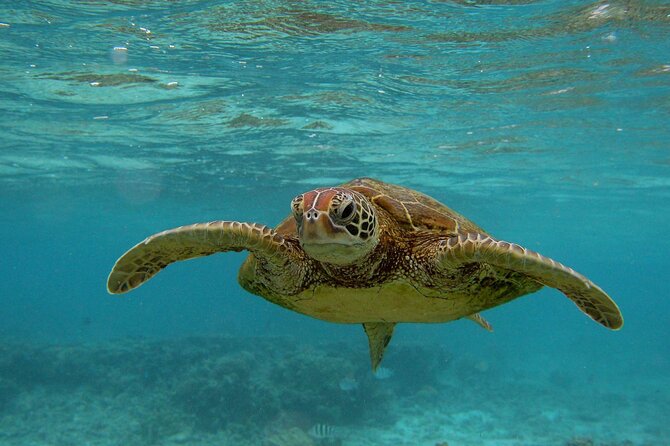 Snorkeling with Sea Turtles in Mirissa (Pickup and Drop included) - Reaching the reef area between Mirissa’s beaches