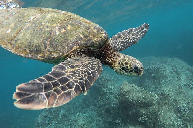 Snorkeling with Turtles in Mirissa - Key points before you book