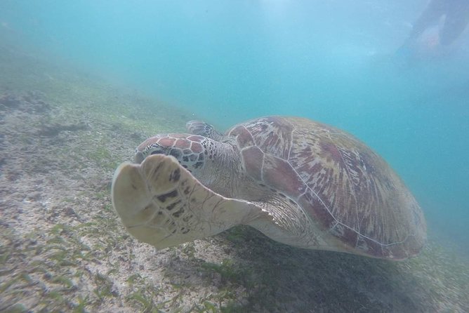 Snorkeling with Turtles in Mirissa - Walking from Araliya restaurant to the beach