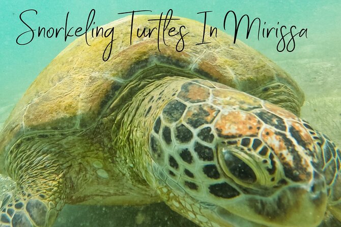 Snorkeling with Turtles in Mirissa - The best part: someone else handles the camera