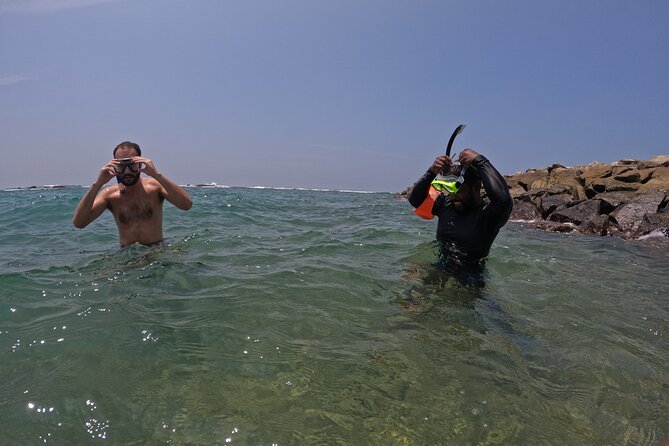Snorkeling with Turtles in Mirissa - How reliable are the turtle sightings?