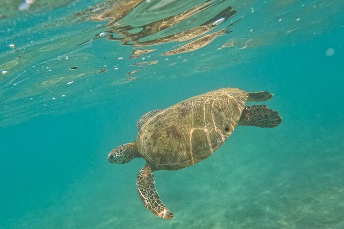 Snorkeling with Turtles in Mirissa - Timing, weather, and the practical details
