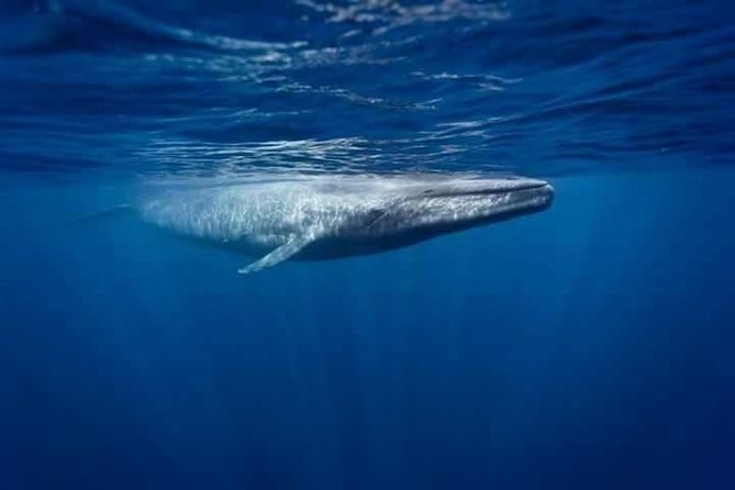 Snorkeling with Whales in Mirissa - Why Mirissa is a serious whale-watching base