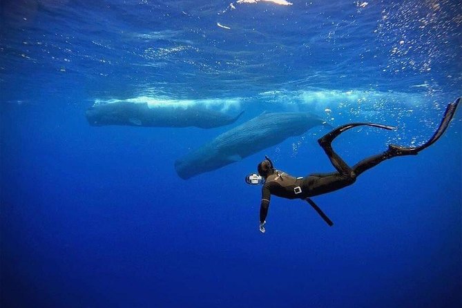 Snorkeling with Whales in Mirissa - What the four-hour boat trip feels like