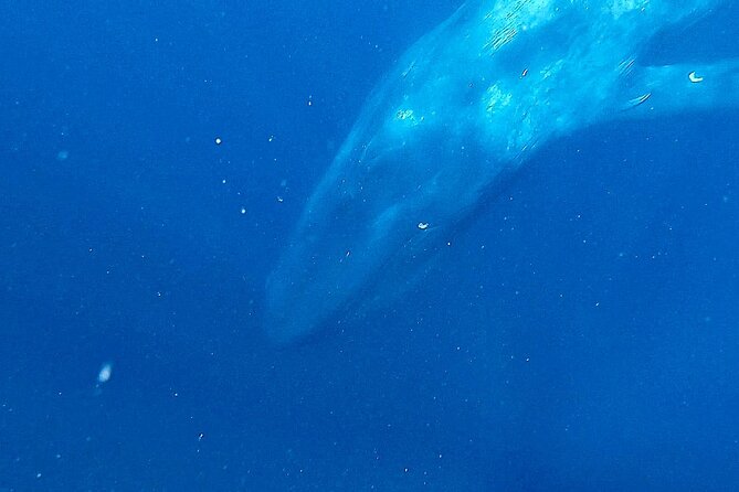 Snorkeling with Whales in Mirissa - Swimming with whales when conditions allow