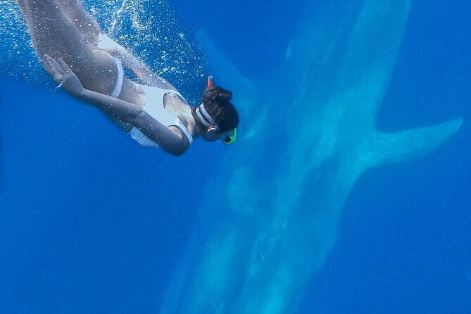 Snorkeling with Whales in Mirissa - Who should book this Mirissa experience?