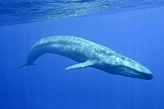 Snorkeling with Whales in Mirissa - Starting at Mirissa Beach between 6:00 and 9:00 a.m.