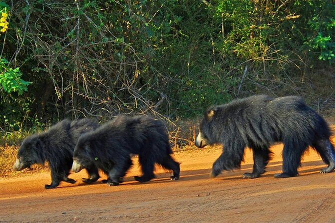 Special Full Day Safari Yala National Park - 04:30 AM to 06:00 PM - Why this Yala safari takes all day