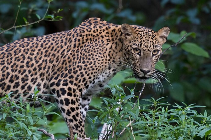 Special Full Day Safari Yala National Park - 04:30 AM to 06:00 PM - Breakfast and lunch inside Yala
