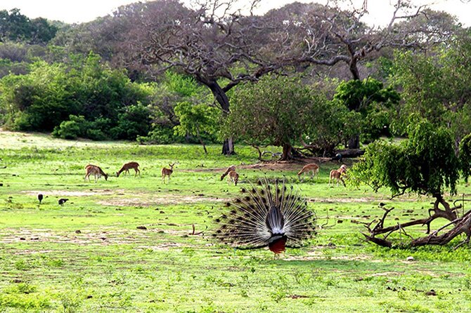 Special Full Day Safari Yala National Park - 04:30 AM to 06:00 PM - A closer look at the afternoon