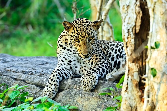 Special Full Day Safari Yala National Park - 04:30 AM to 06:00 PM - Starting before sunrise in a small group