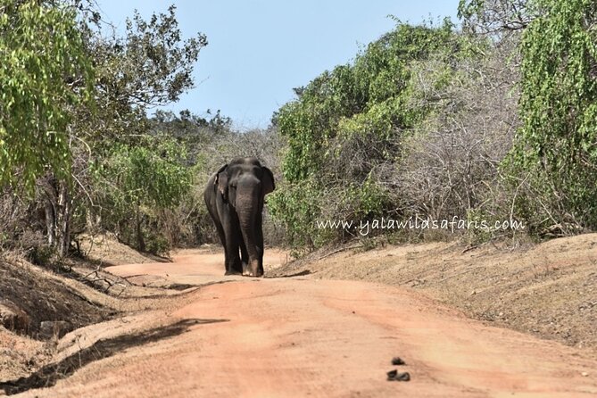 Special Leopard Safari Tour in Yala National Park by Malith & the team - Five things to know before you book