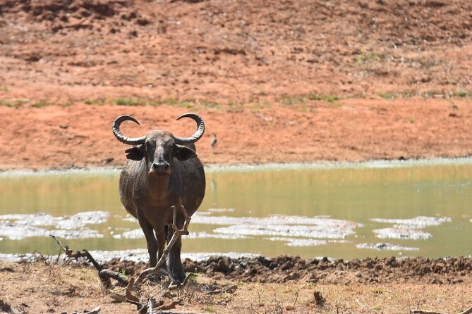 Special Leopard Safari Tour in Yala National Park by Malith & the team - What the guides add to the morning