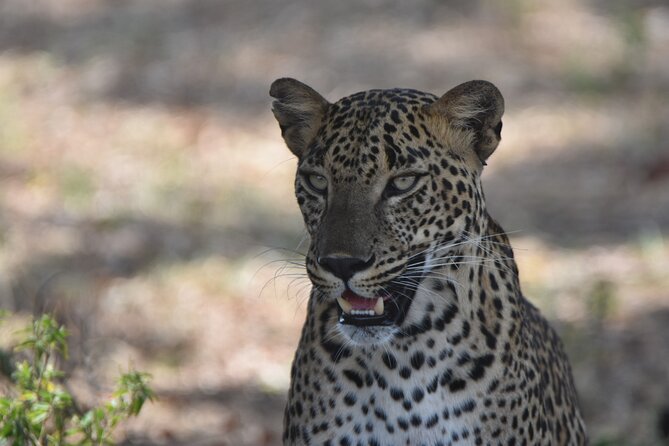 Special Leopard Safari Tour in Yala National Park by Malith & the team - Hotel pickup makes the logistics easier