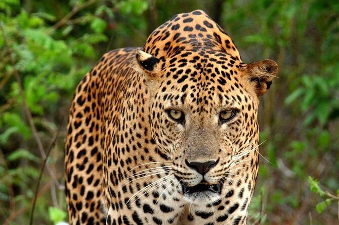 Special Leopard Safari Tour in Yala National Park by Malith & the team - What $85 really covers