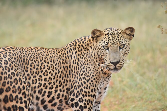Special Leopard Safari Tour in Yala National Park by Malith & the team - Food, water, and what to request from your hotel