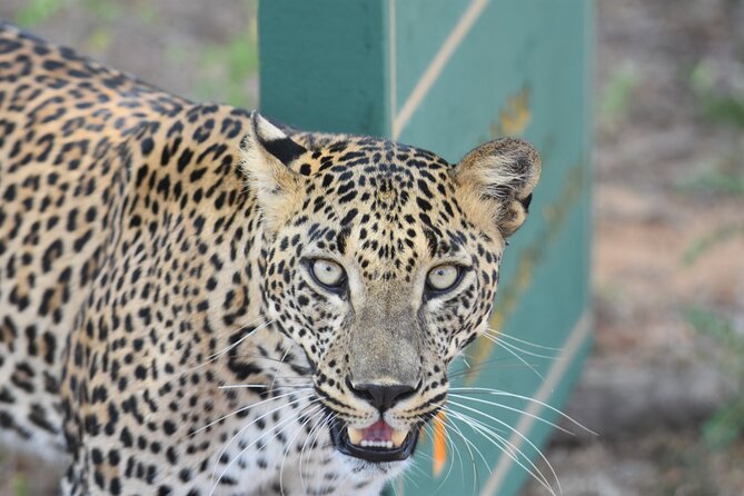 Special Leopard Safari Tour in Yala National Park by Malith & the team - Who will enjoy this safari most
