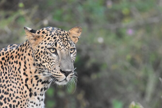 Special Leopard Safari Tour in Yala National Park by Malith & the team - The first two hours are built around leopard spotting