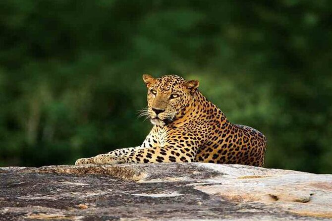 Special Leopards safari - Yala National park - 04.30 am to 11.30 am - The search for leopards, elephants, and birds