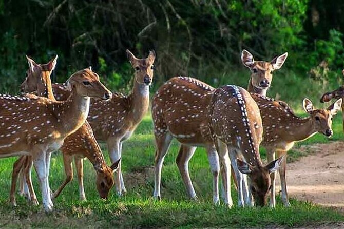 Special Leopards safari - Yala National park - 04.30 am to 11.30 am - A luxury jeep and a seven-hour rhythm